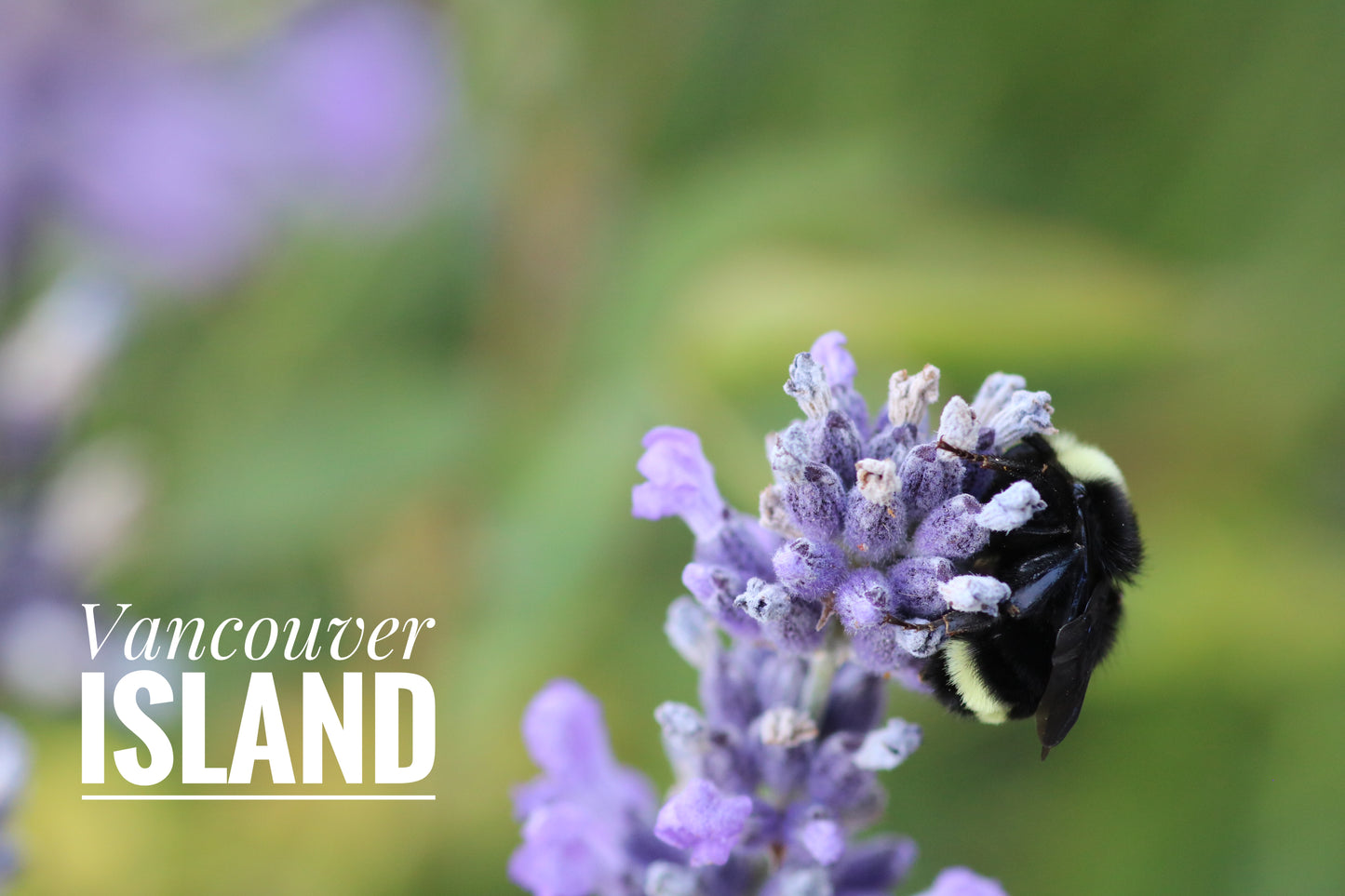 Vancouver Island Purple Flower Bumble Bee Mug