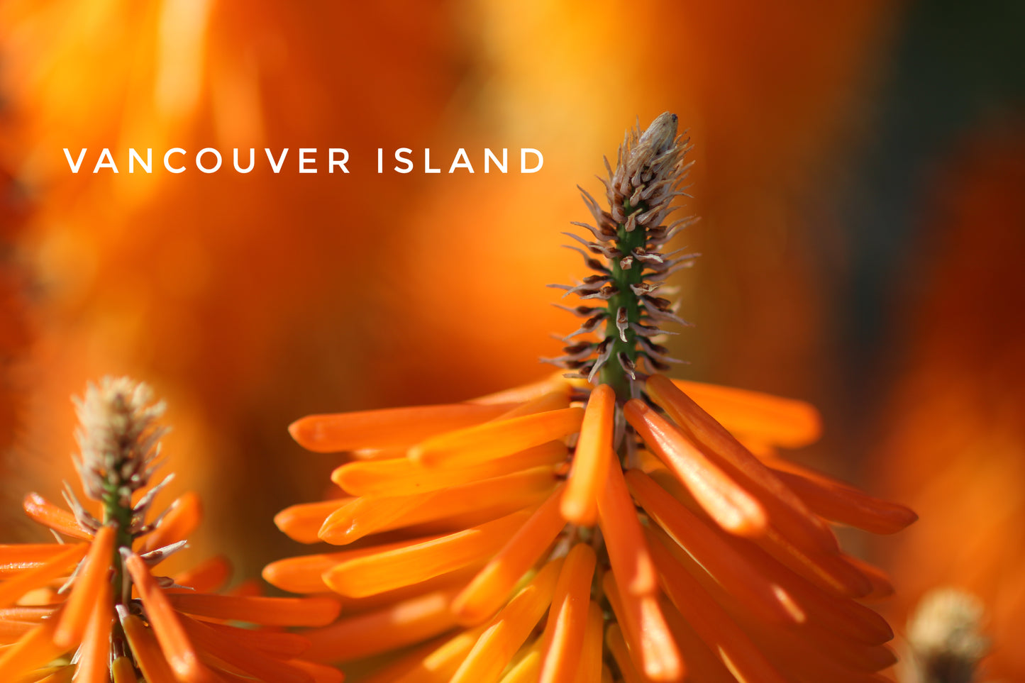 Vancouver Island Orange Flower Mug